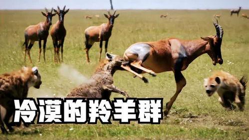 羊了羊娱乐吃瓜,揭秘娱乐圈吃瓜背后的真相 第1张 羊了羊娱乐吃瓜,揭秘娱乐圈吃瓜背后的真相 第1张