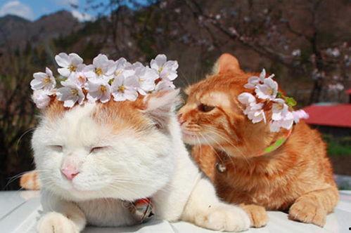 娱乐吃瓜酱收了你的猫粮,宠物界的“网红”效应  第2张