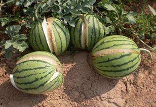 吃瓜娱乐图片高清无水印,捕捉娱乐圈精彩瞬间  第3张