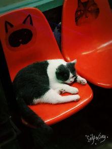 娱乐猫吃瓜,揭秘娱乐圈那些不为人知的幕后故事  第3张