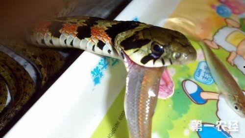 娱乐吃瓜酱大胖蛇,揭秘娱乐圈背后的秘密与趣闻  第3张