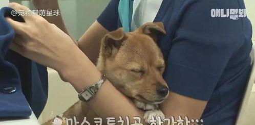 娱乐吃瓜酱小黄狗,揭秘娱乐圈那些不为人知的幕后故事  第2张